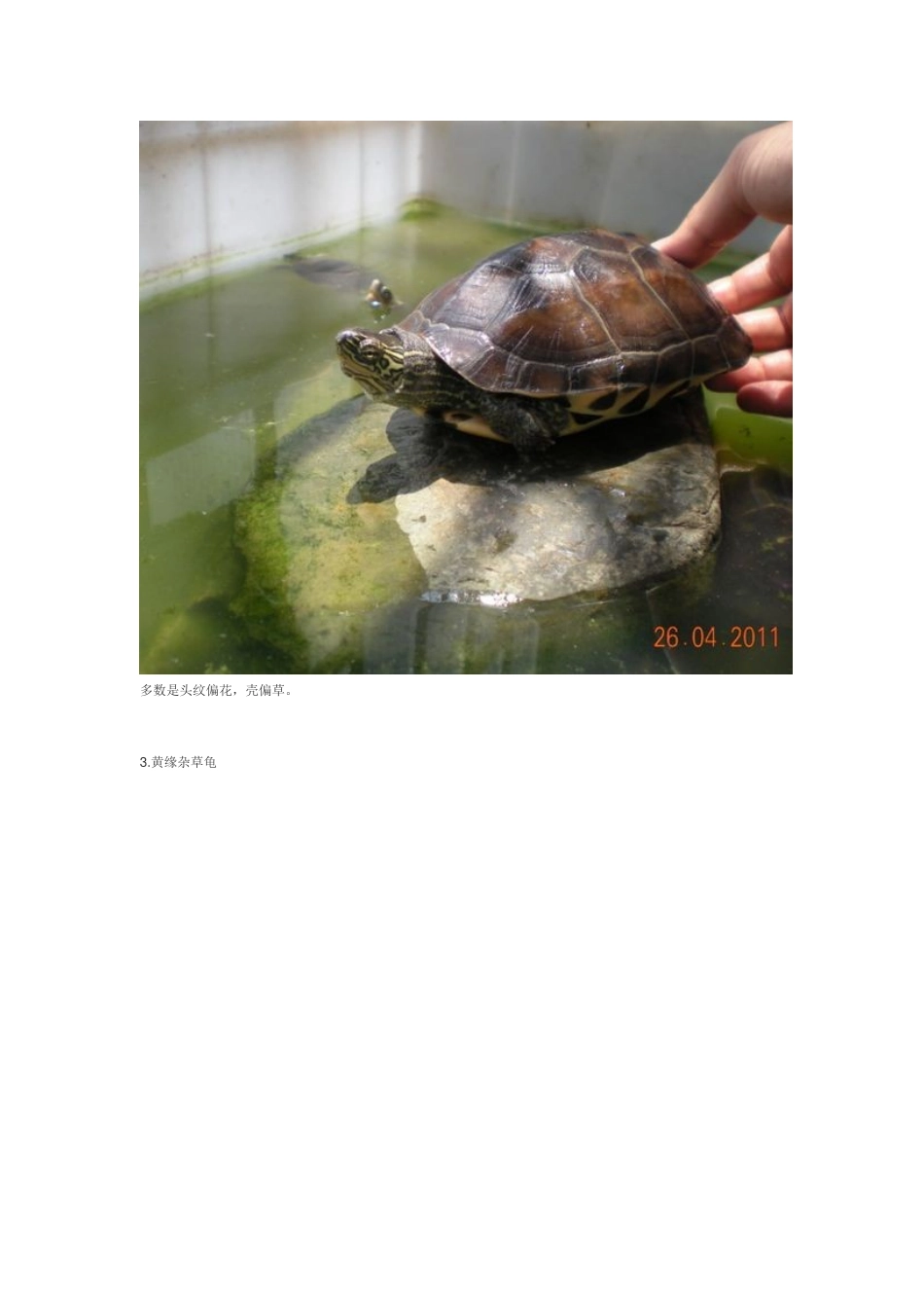 带你认识16种杂交龟_第2页