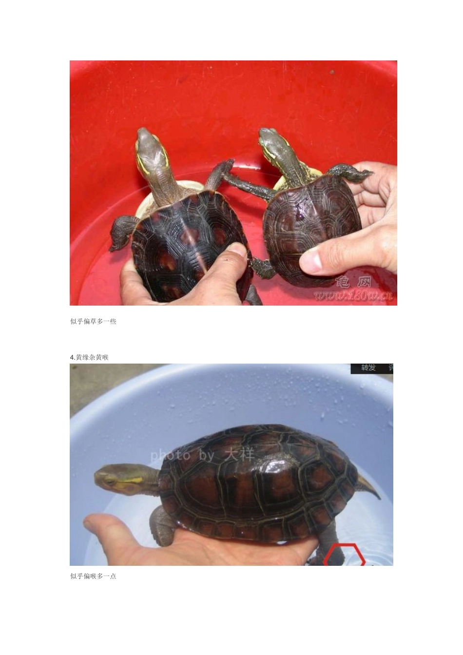带你认识16种杂交龟_第3页