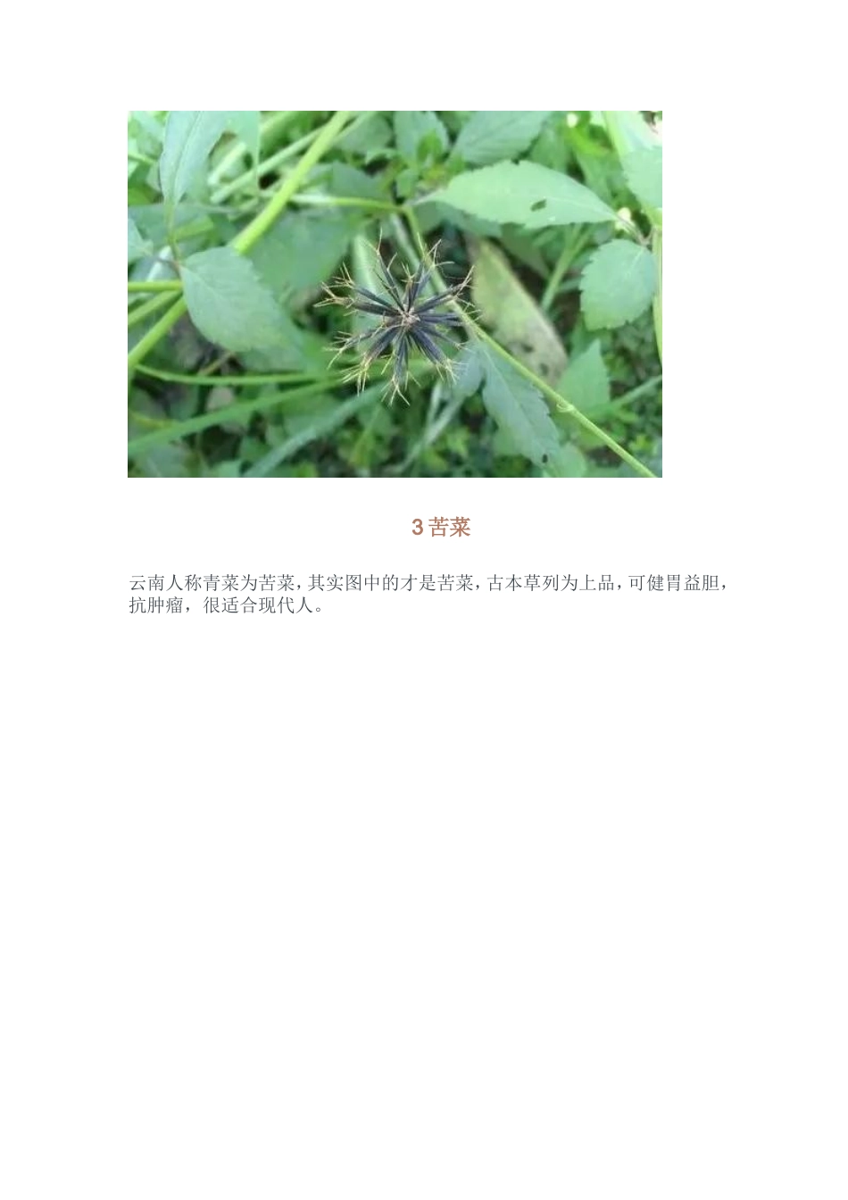 42种常见中草药_第2页