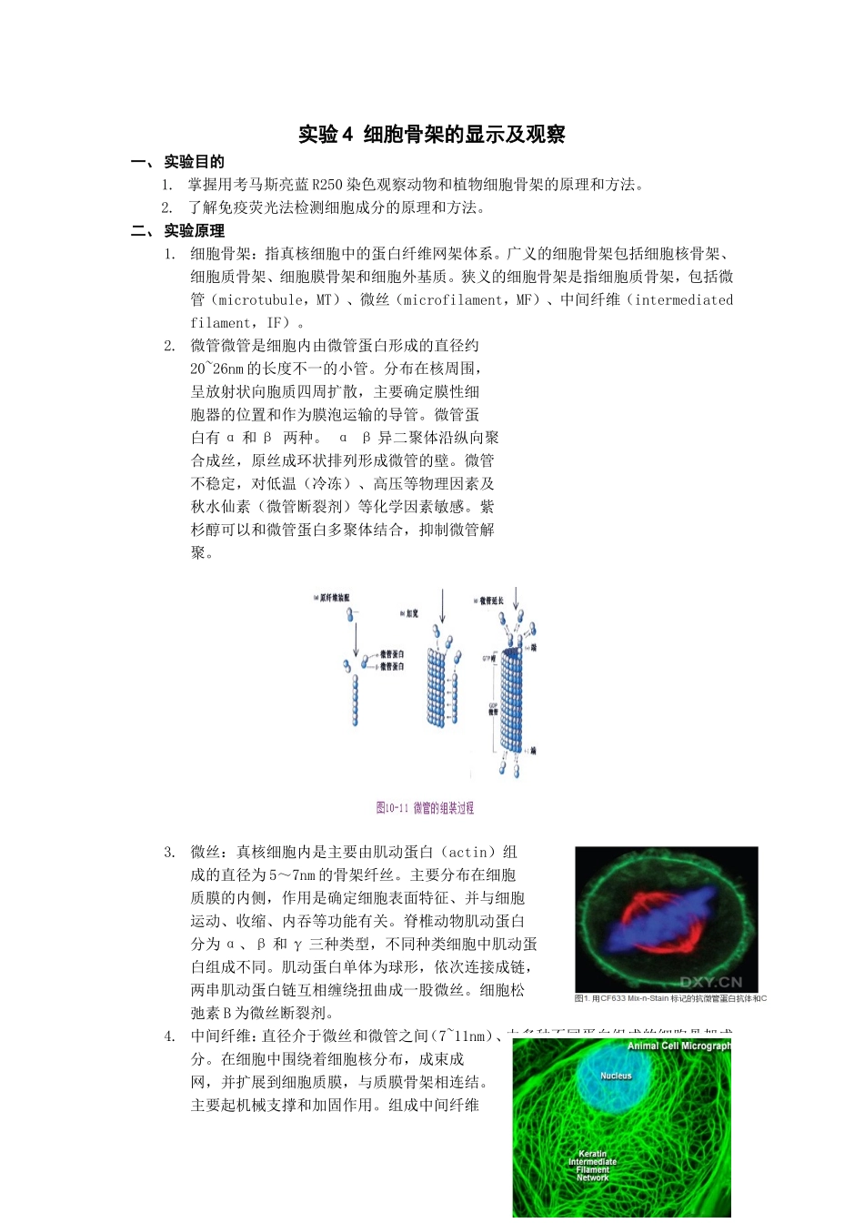 实验4 细胞骨架的显示及观察_第1页