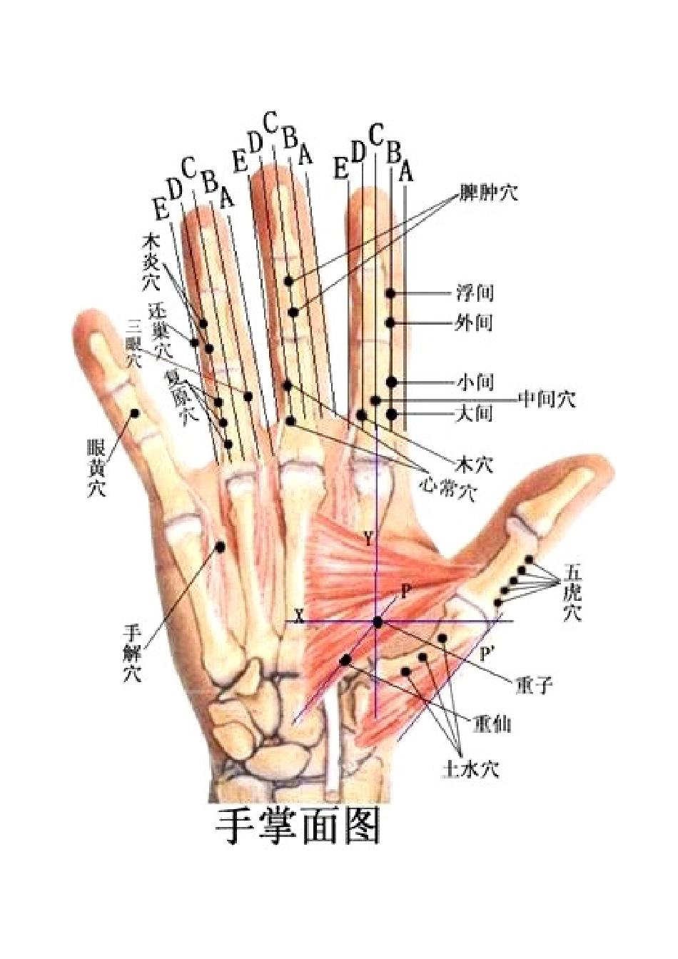 倒马针参考《董氏奇穴针灸学》知识点梳理汇总_第1页