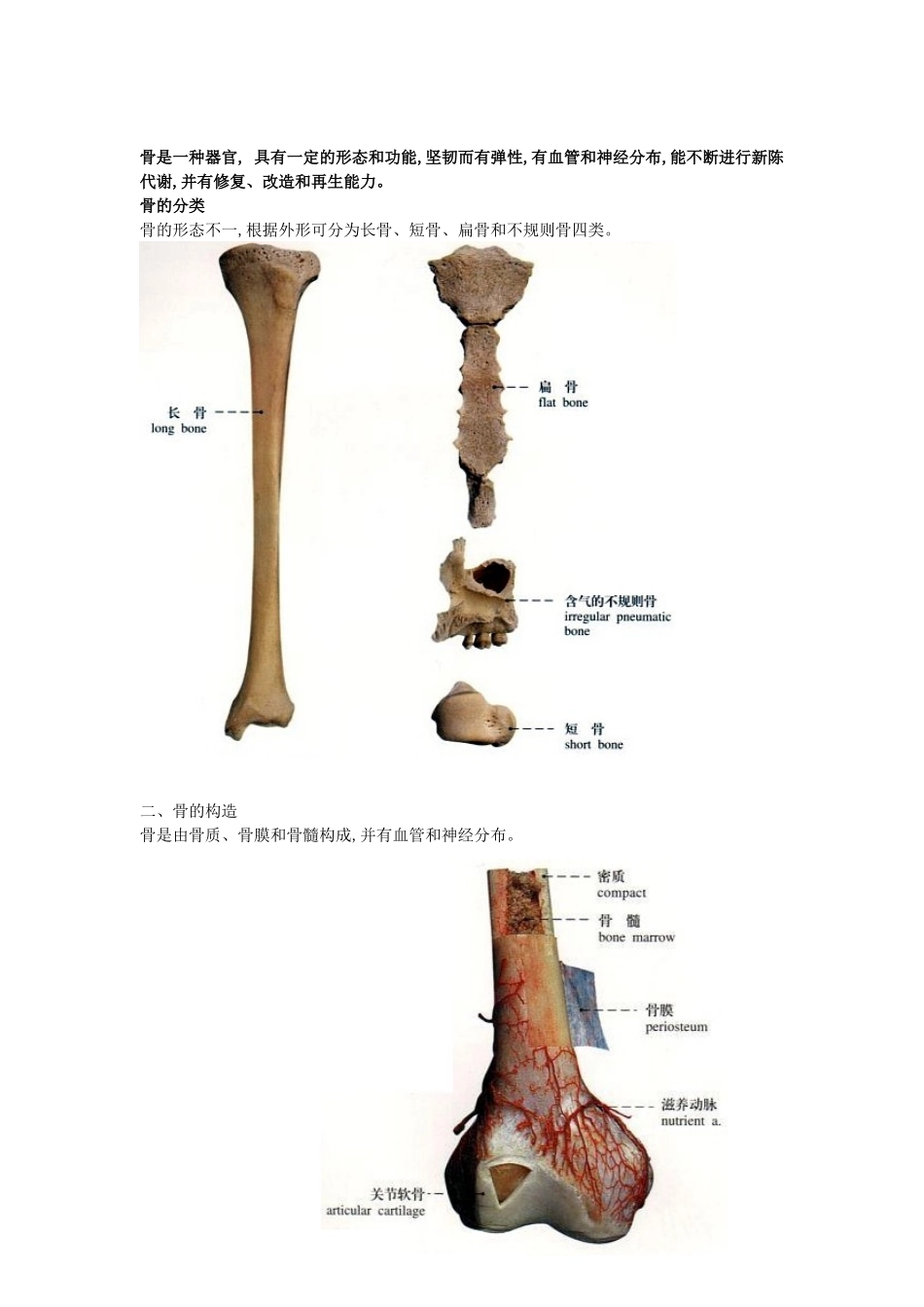 骨科系列产品――解剖基础 辅助临床治疗骨科疾病_第3页