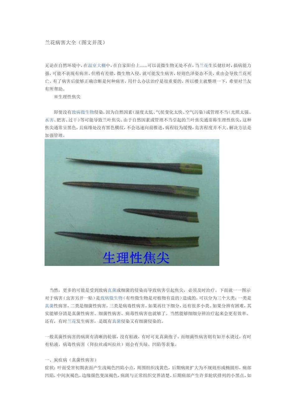 兰花病害大全（图文并茂）_第1页