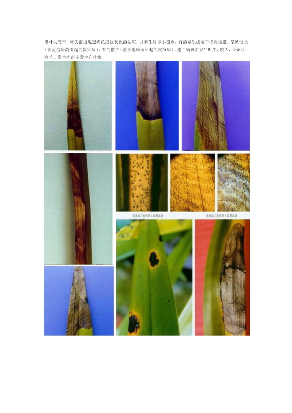 兰花病害大全（图文并茂）_第2页