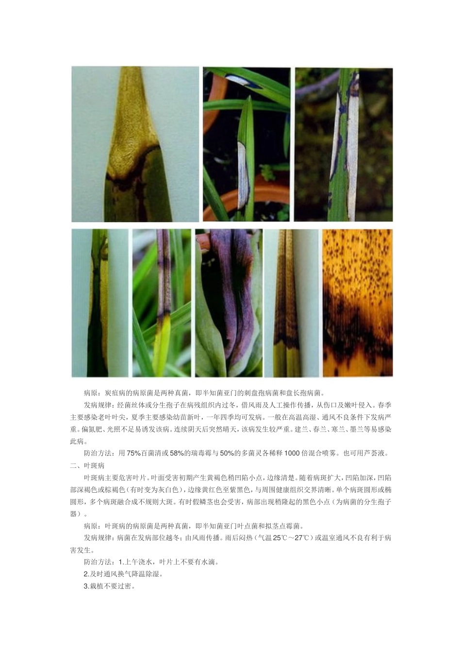 兰花病害大全（图文并茂）_第3页