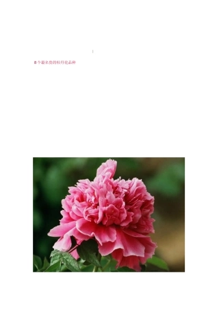 名贵的牡丹花品种大全