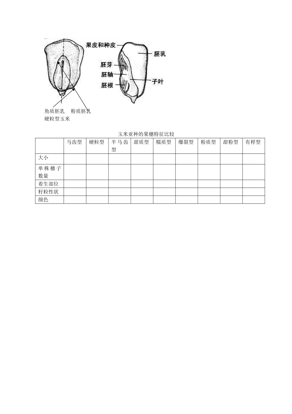 实验十玉米的形态特征及类型识别 实验报告_第3页