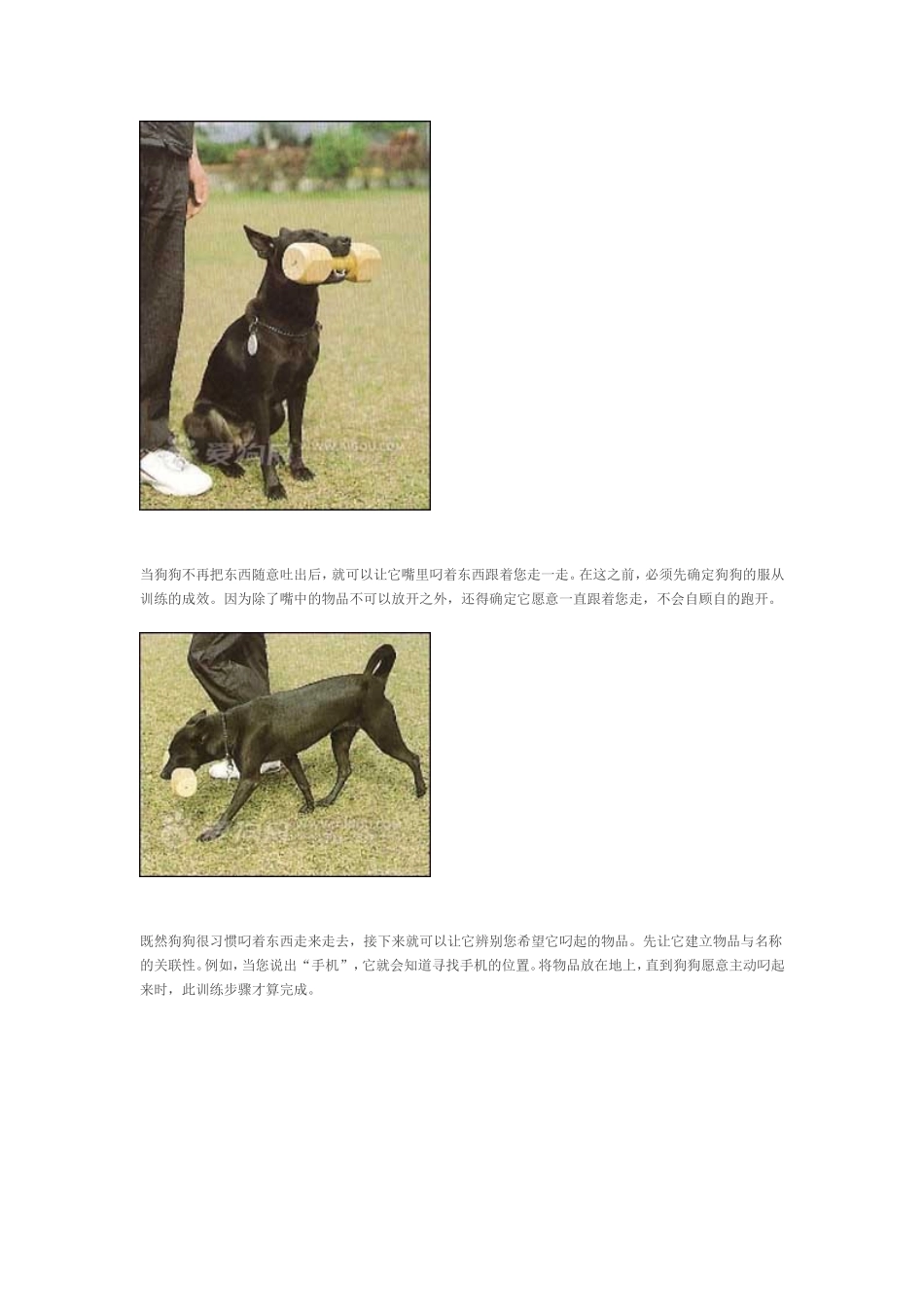 训狗如何衔取物品_第2页