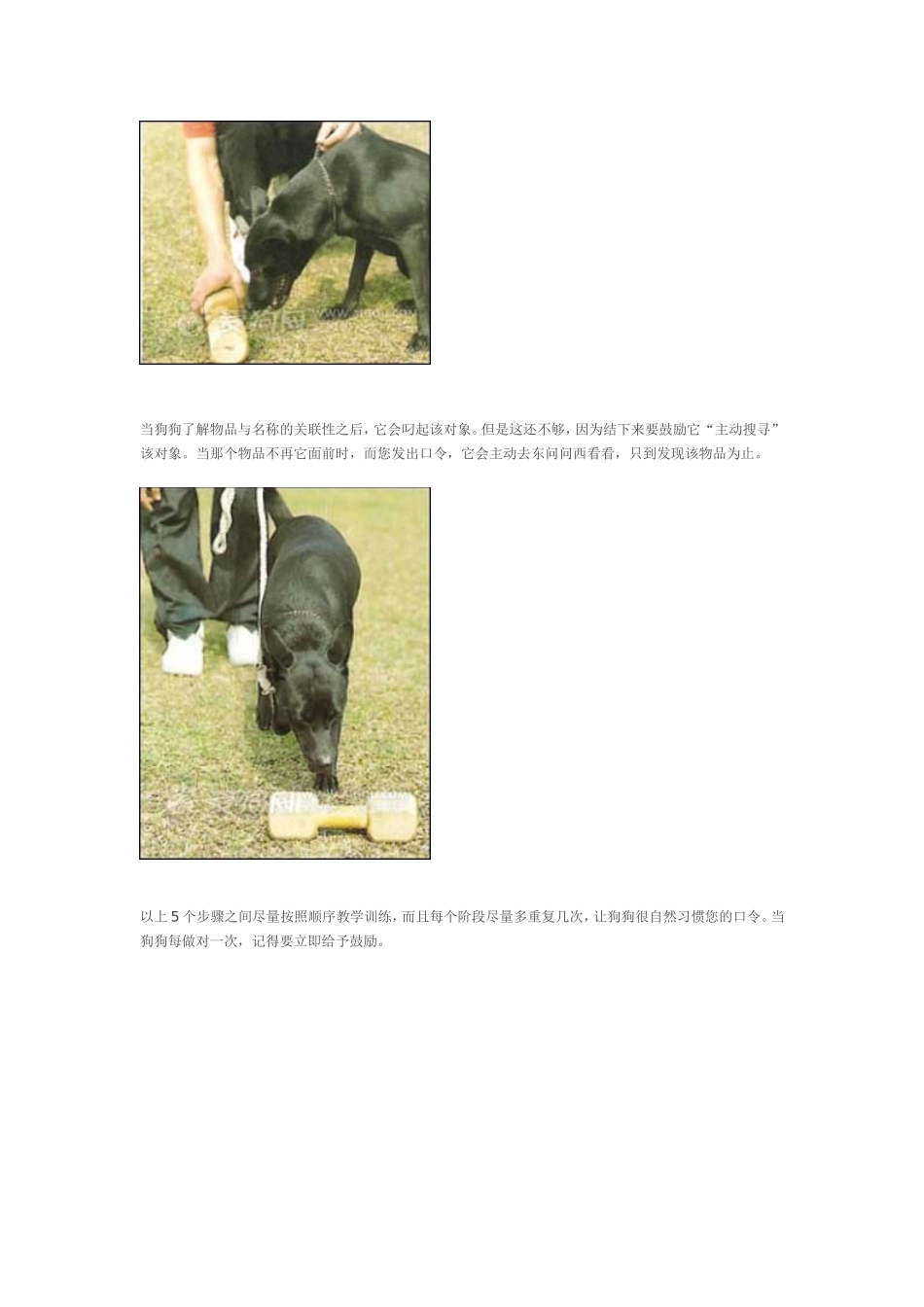 训狗如何衔取物品_第3页