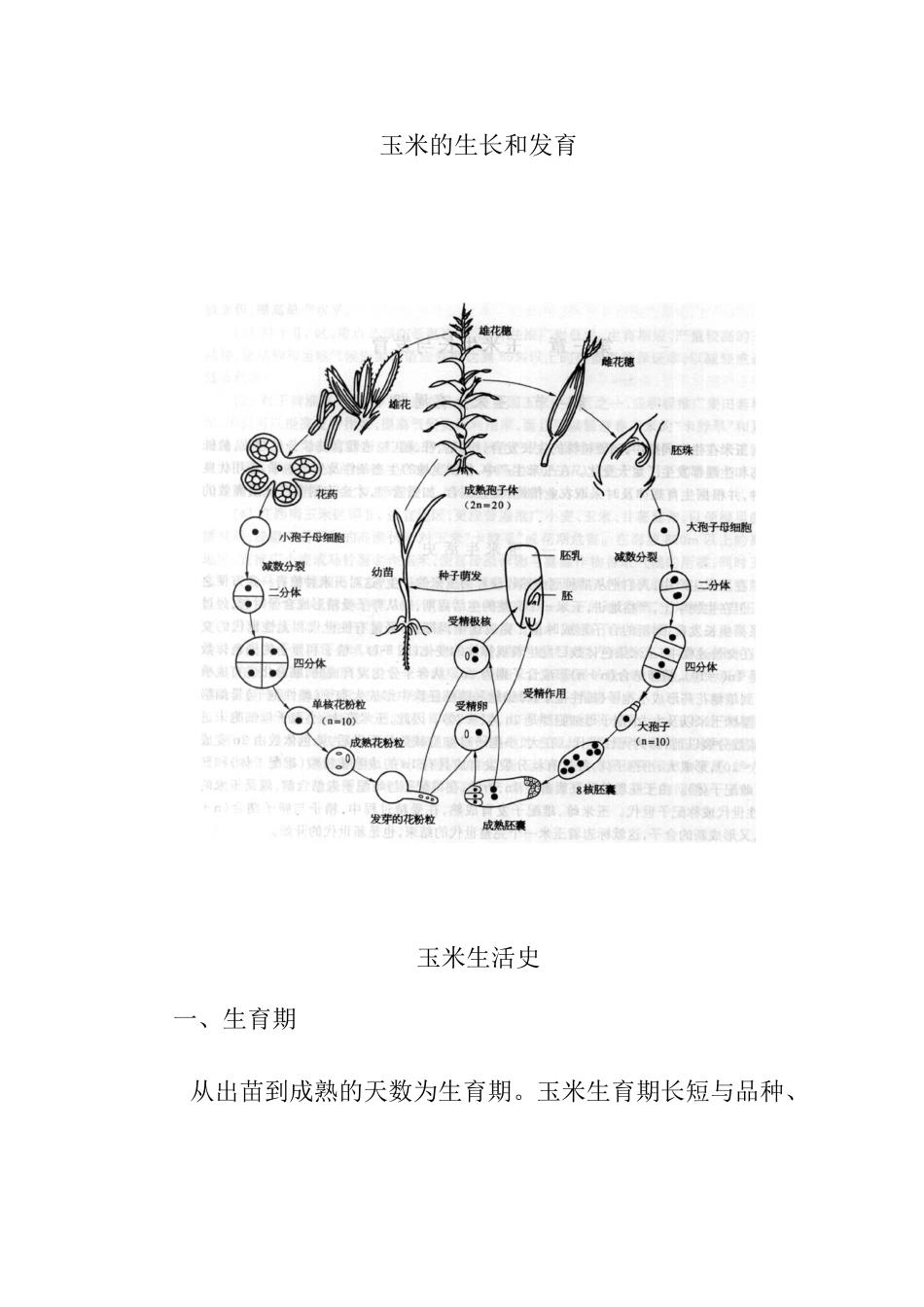 玉米的生长和发育 教学设计_第1页