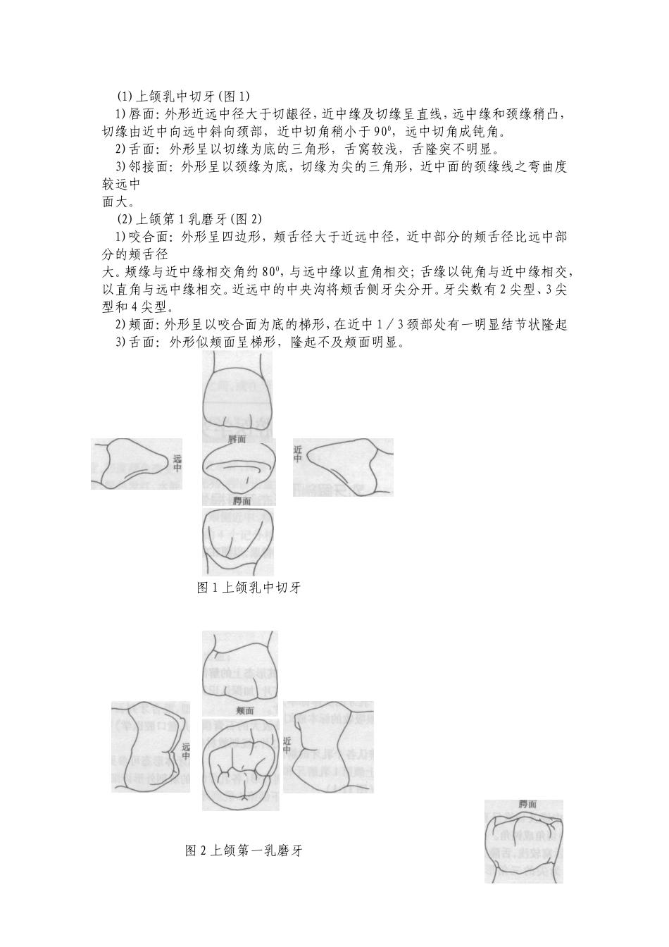 儿童口腔医学实验指导_第2页