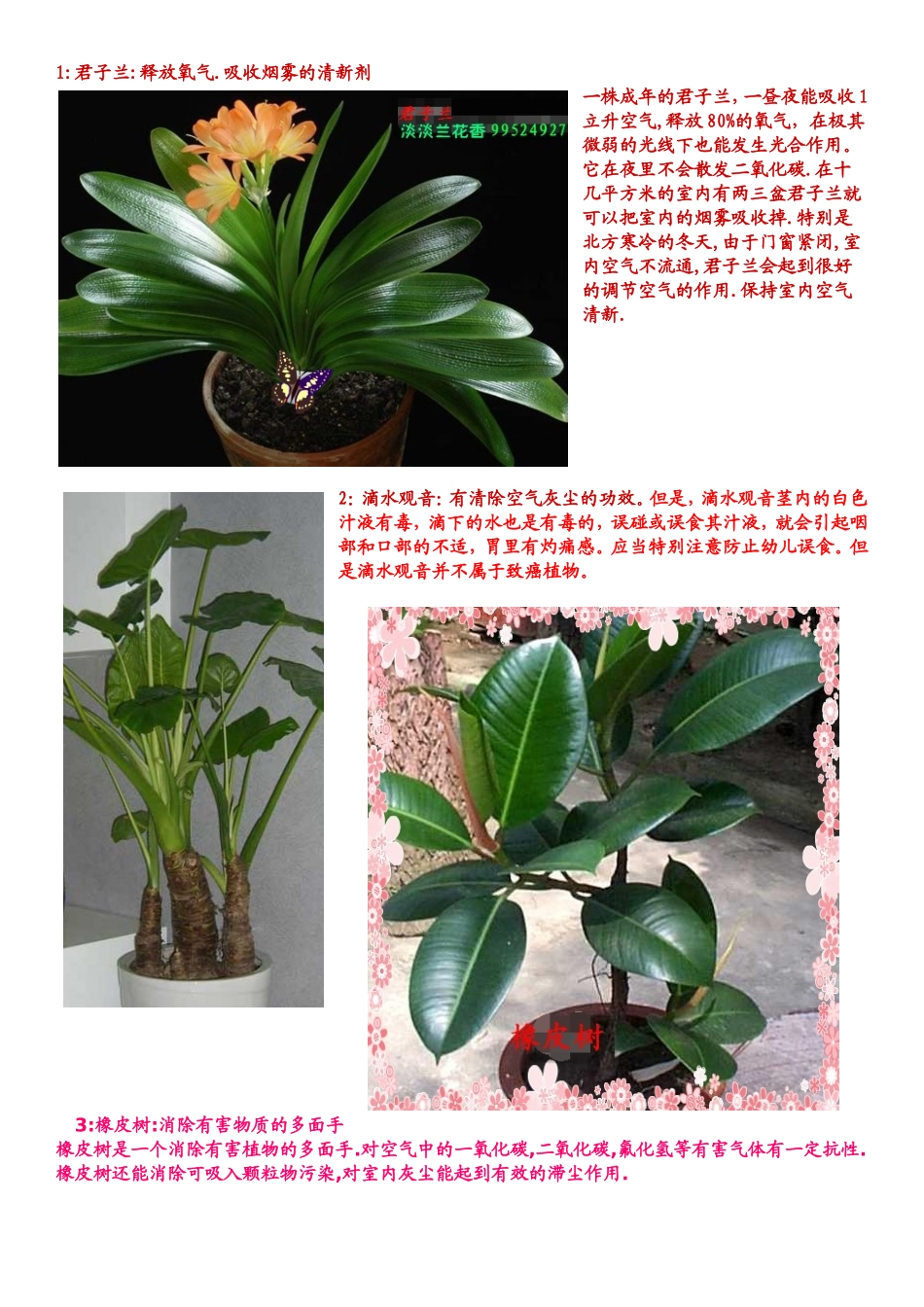 君子兰等盆栽植物知识点梳理汇总_第1页