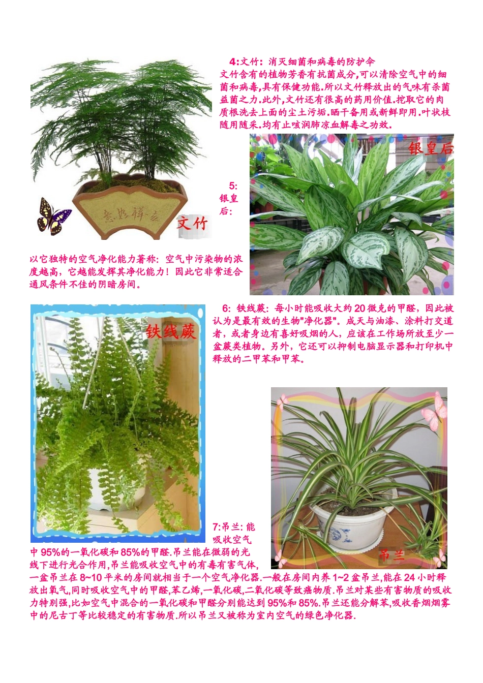君子兰等盆栽植物知识点梳理汇总_第2页