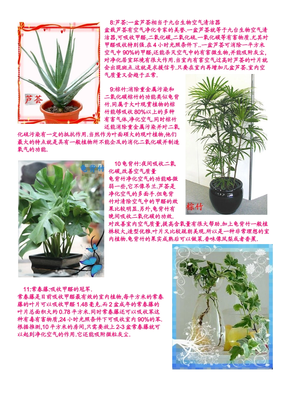 君子兰等盆栽植物知识点梳理汇总_第3页