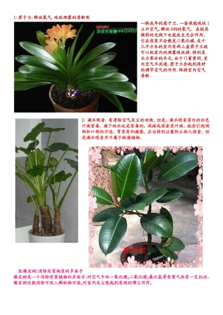 君子兰等盆栽植物知识点梳理汇总