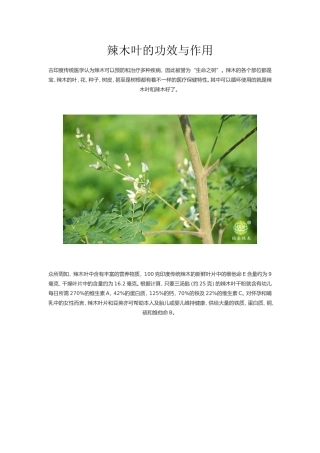 辣木叶的功效与作用