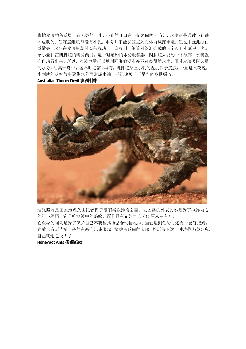 沙漠中的动物介绍_第3页