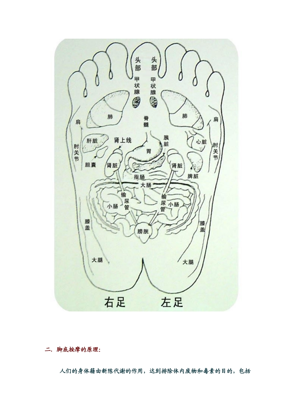 足部反射区图实用足部反射区和穴位图解_第3页