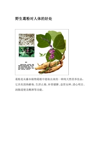 野生葛粉对人体的好处