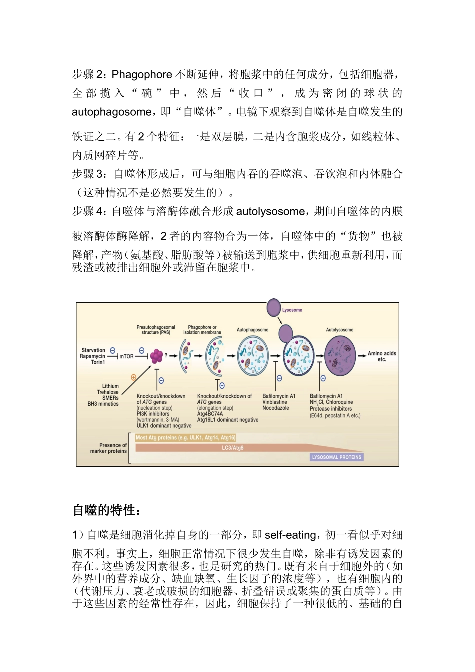 自噬（Autophagy）及其研究方法概述_第2页