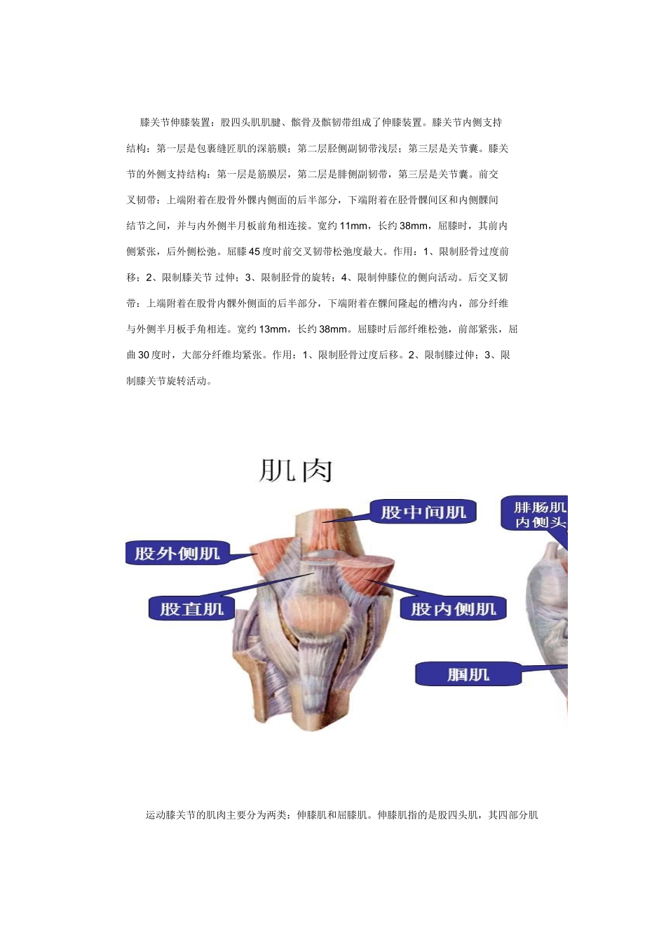 膝关节解剖图  _第2页