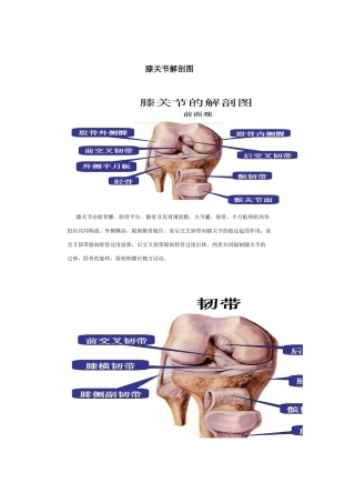 膝关节解剖图  
