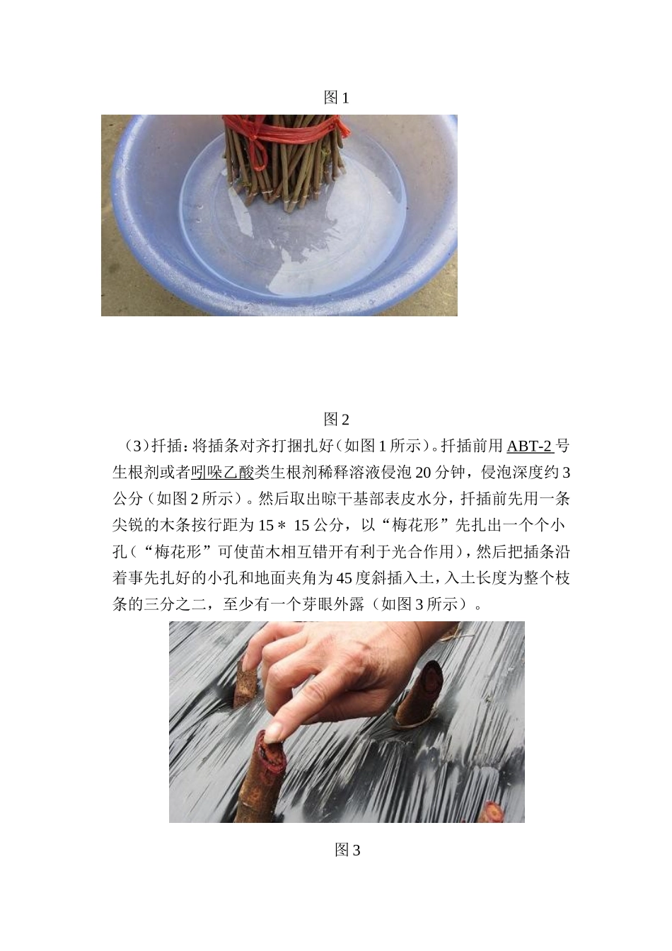 鸡血藤人工种植技术_第3页