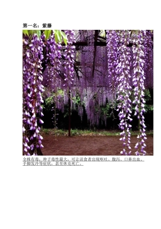 十大有毒观赏花卉