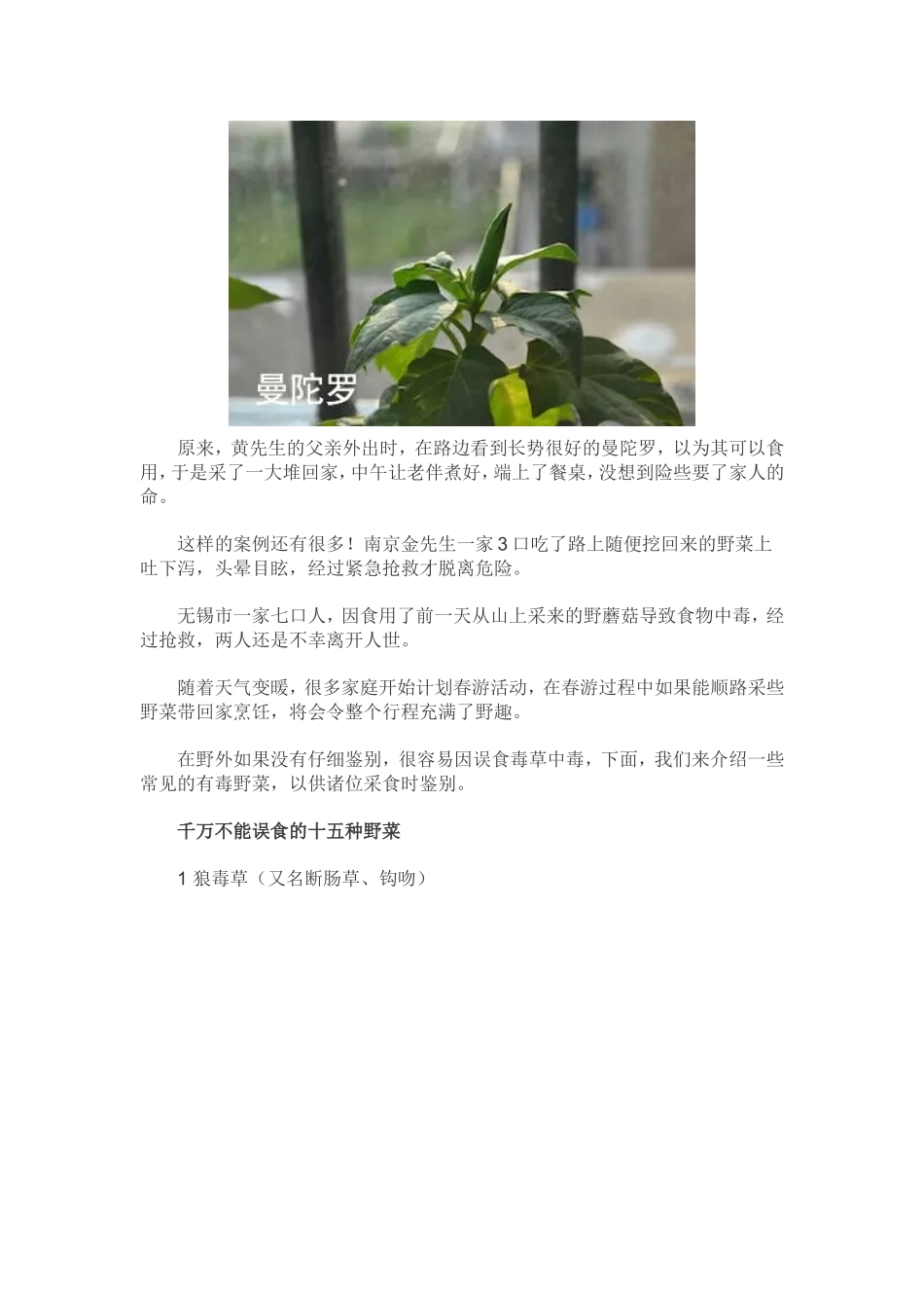 十六种野菜有毒_第2页