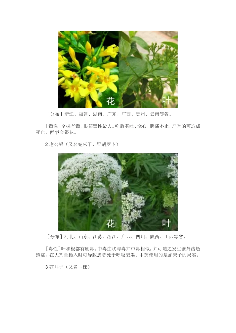 十六种野菜有毒_第3页