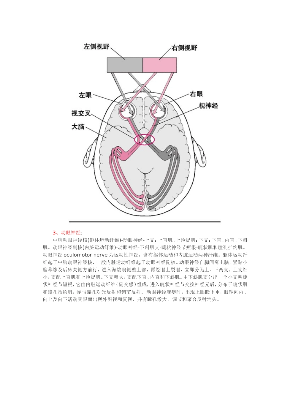 十二对脑神经(附图)_第3页