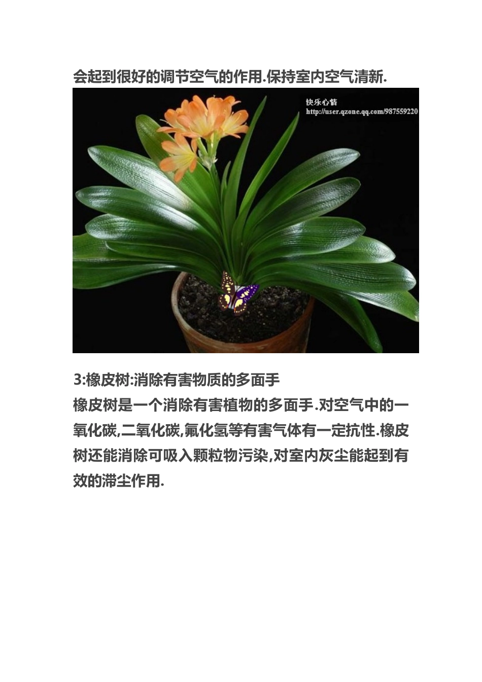 十四种植物放在卧室的作用_第2页