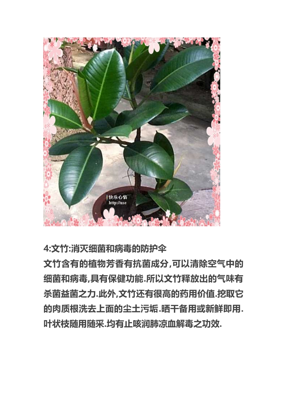 十四种植物放在卧室的作用_第3页