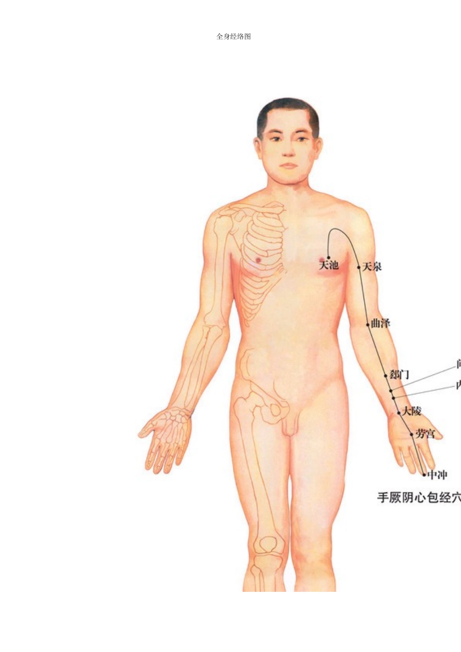 十二经脉及任督二脉全身示意图及穴位考试必备_第1页