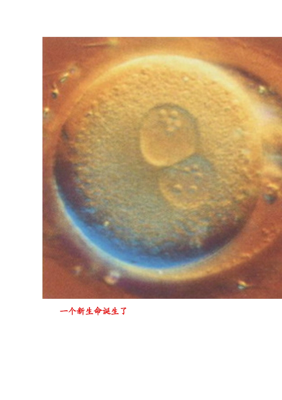 十月怀胎各时期需要补充的主打营养素_第2页