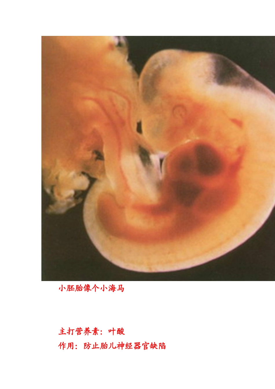 十月怀胎各时期需要补充的主打营养素_第3页