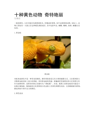 十种黄色动物