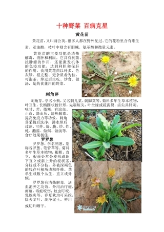 十种野菜-百病克星