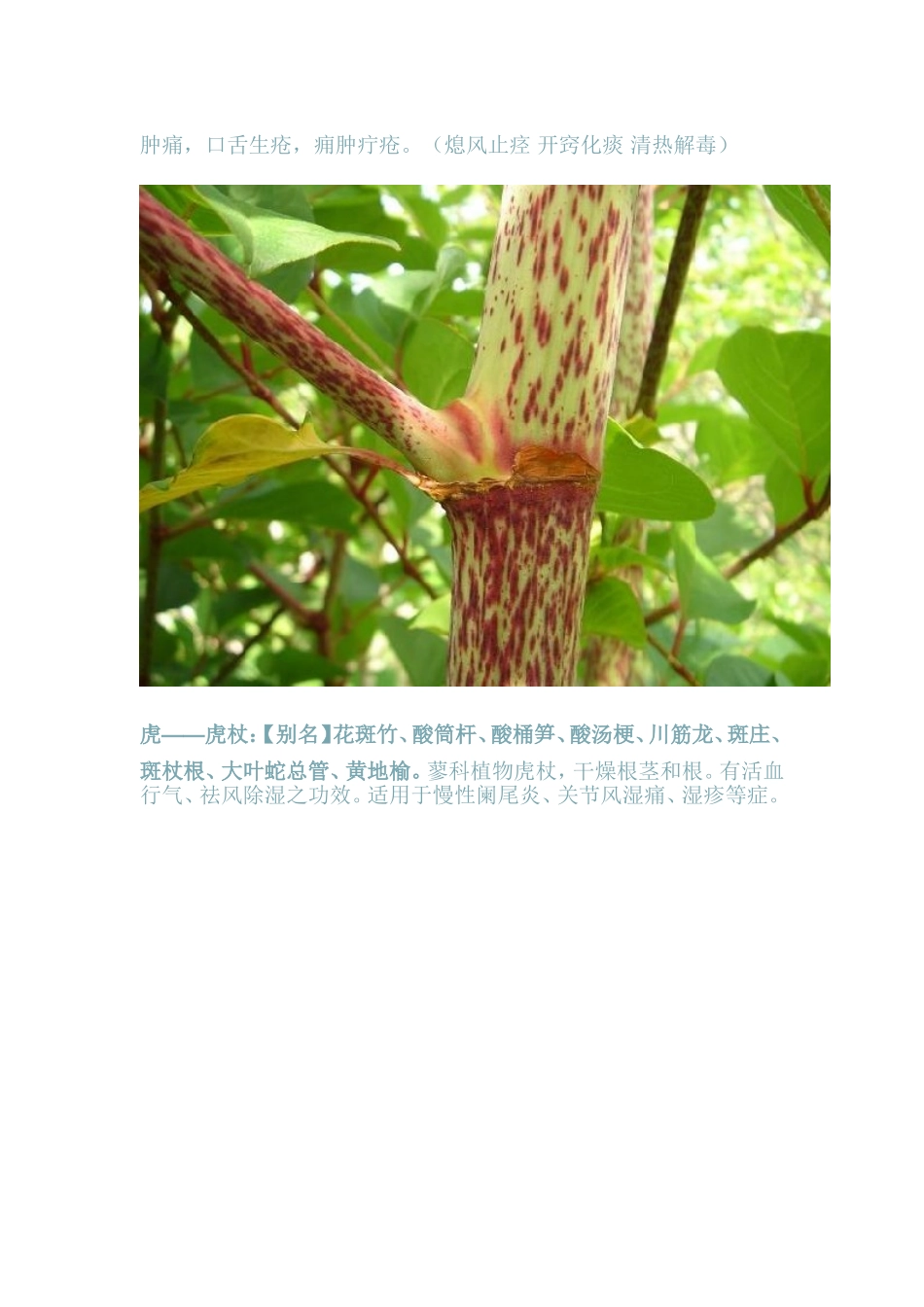 十二生肖中药_第3页