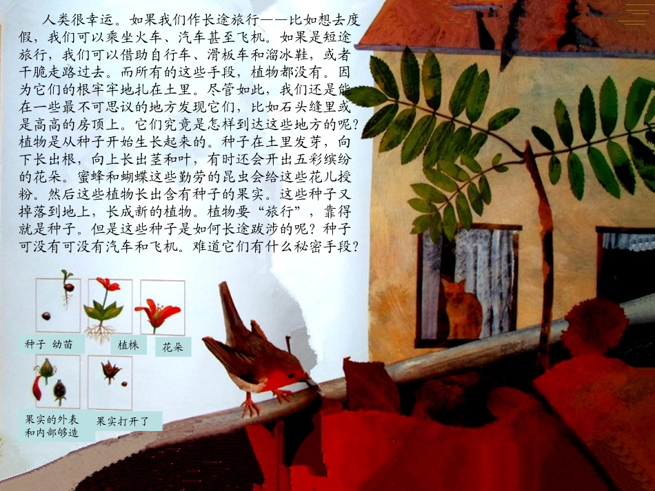 (完整版)一粒种子的旅行_第2页