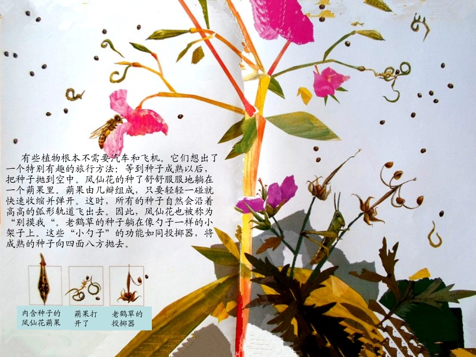 (完整版)一粒种子的旅行_第3页