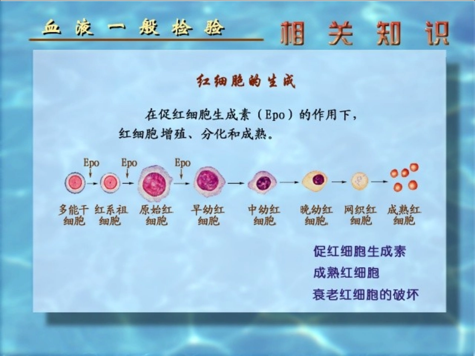 《网织红细胞计数》课件_第2页