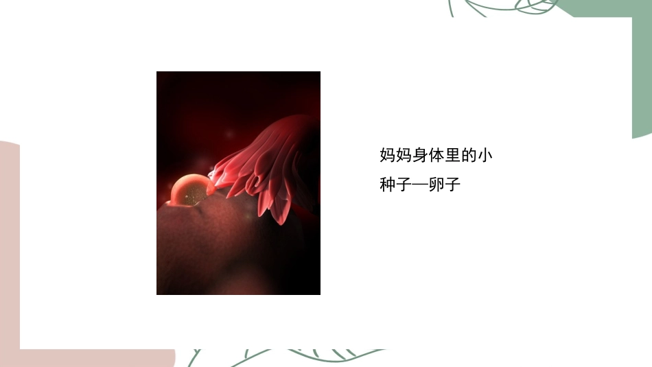 在妈妈肚子里的成长历程_第3页