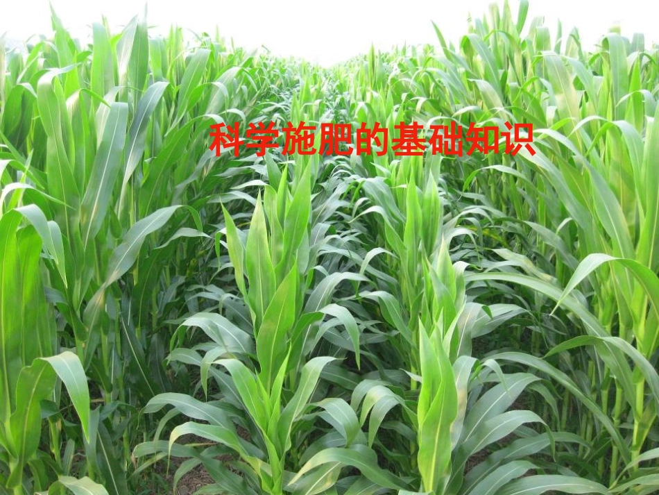 科学施肥基础知识课件_第1页