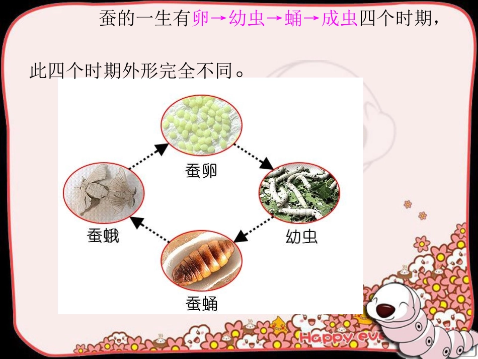 蚕的一生课件_第2页