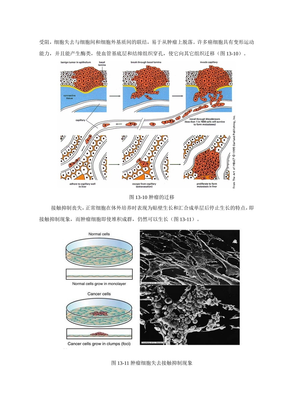第十三章细胞衰老、死亡与癌变_第2页