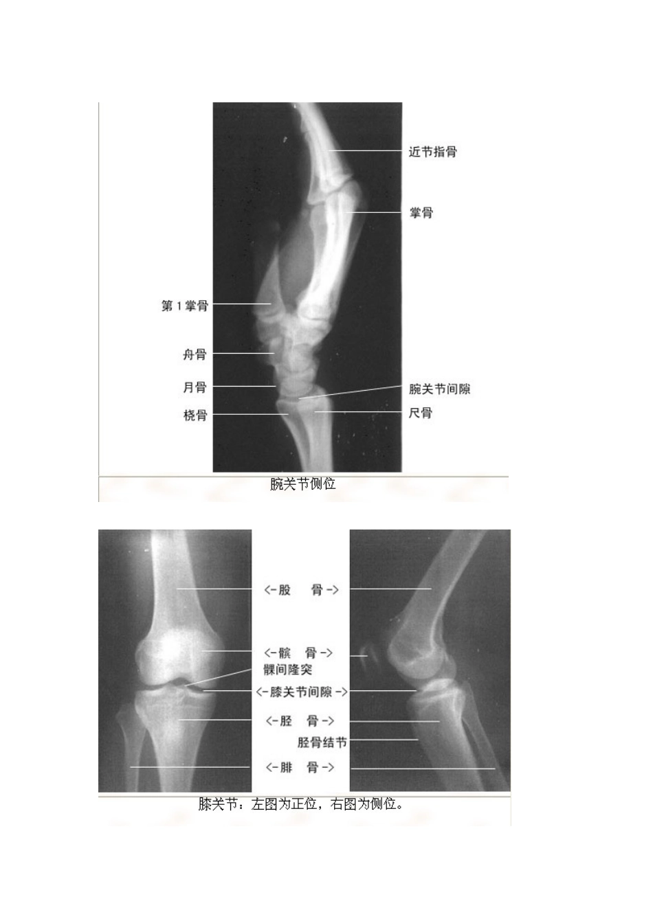 影像解剖珍藏版_第2页