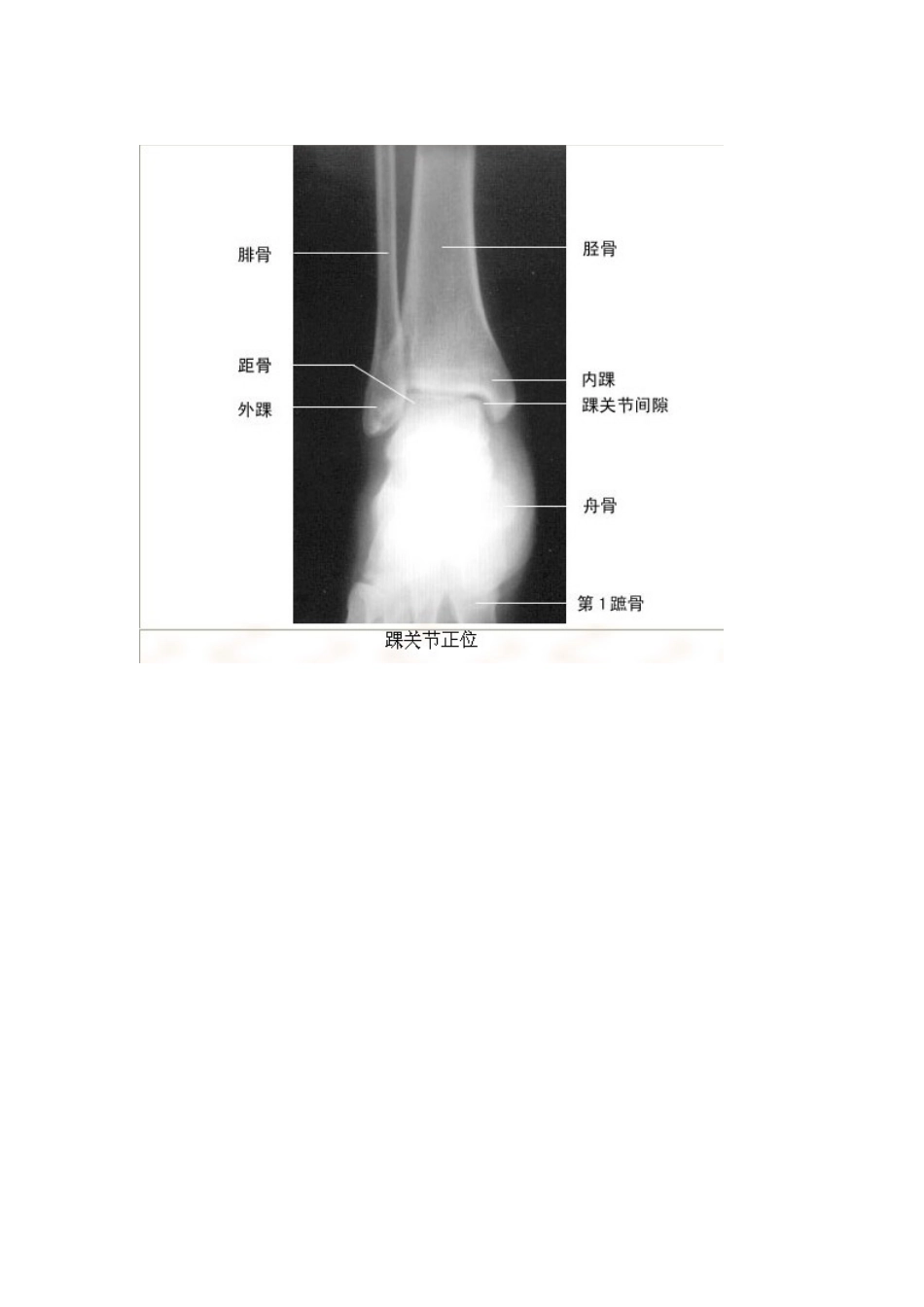 影像解剖珍藏版_第3页
