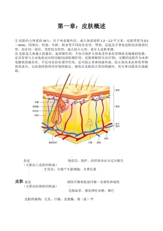 第一章：皮肤概述