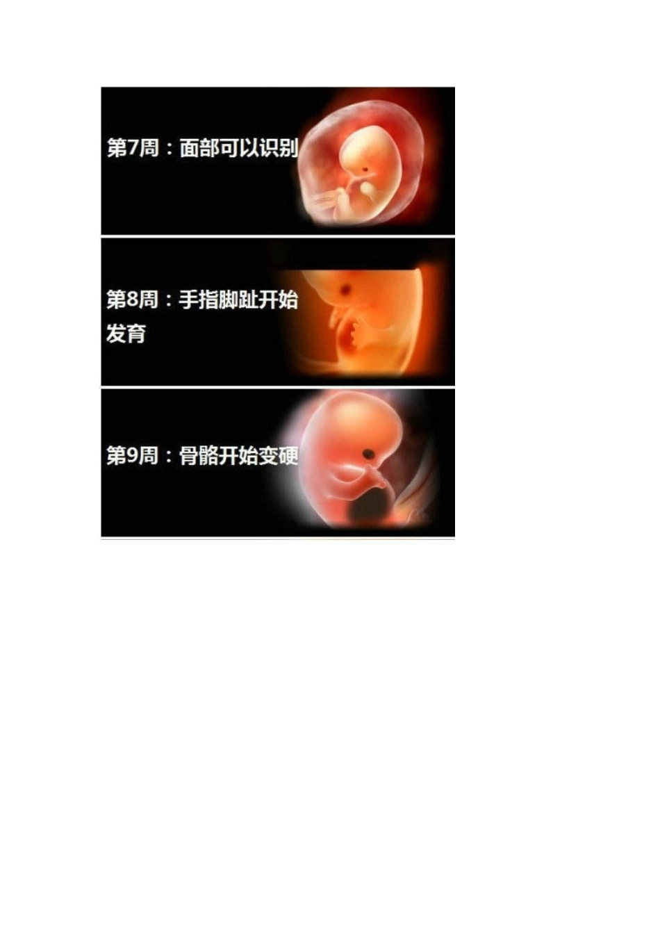 准妈妈必看：怀孕1-40周胎儿发育图_第3页